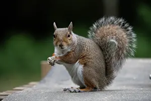 130720: Grey squirrel sitting eating a nut, natural setting