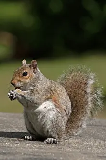 130720: Grey squirrel sitting eating a nut, natural setting