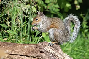 Nuts: Grey squirrel sitting eating a nut, natural setting