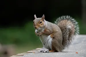 130720: Grey squirrel sitting looking cute, natural setting