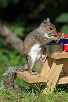 Mini: Grey squirrel sitting on a mini picnic bench eating