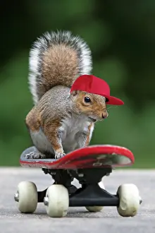 Skateboarding: Grey squirrel sitting on a skateboard, natural