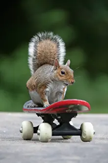 Skateboarding: Grey squirrel sitting on a skateboard, natural