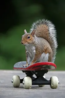Skateboarding: Grey squirrel sitting on a skateboard, natural