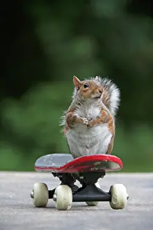 Skateboarding: Grey squirrel sitting on a skateboard, natural