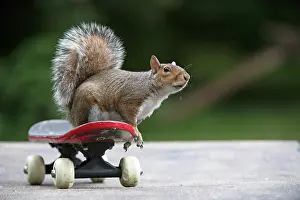 Skateboarding: Grey squirrel sitting on a skateboard, natural