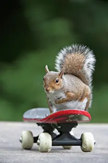 Skateboarding: Grey squirrel sitting on a skateboard, natural