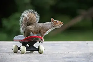 Weird: Grey squirrel sitting on a skateboard, natural
