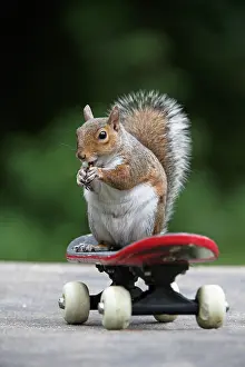 Skateboarding: Grey squirrel sitting on a skateboard, natural