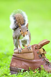 Shoes: Grey Squirrel Standing on old boot