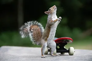 Weird: Grey squirrel standing up next to a skateboard