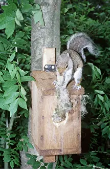 Elizabeth Bomford: GREY SQUIRREL - Stealing Blue Tit's eggs (Cyanistes