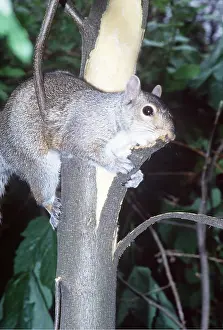 Elizabeth Bomford: GREY SQUIRREL - Stripping bark from Sycamore tree