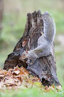 Stump: Grey Squirrel - on stump