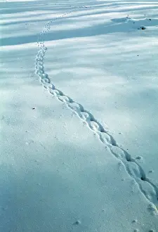 Ken Hoy: GREY SQUIRREL TRACKS IN SNOW