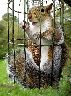 Stealing: Grey Squirrel trapped inside a squirrel proof bird feeder