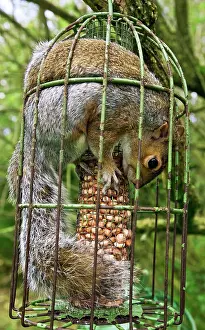 Stealing: Grey Squirrel trapped inside a squirrel proof bird feeder