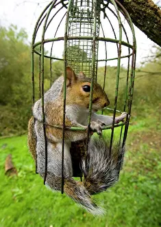 Stealing: Grey Squirrel trapped inside a squirrel proof bird feeder