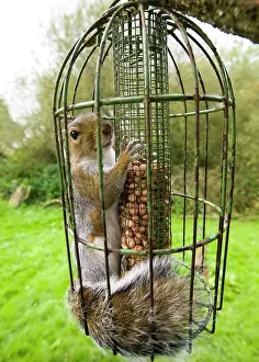 Stealing: Grey Squirrel trapped inside a squirrel proof bird feeder