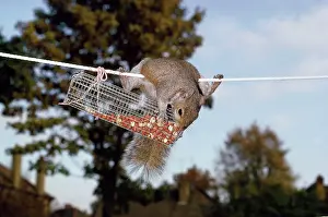 Stealing: GREY SQUIRREL - On washing line robbing peanuts