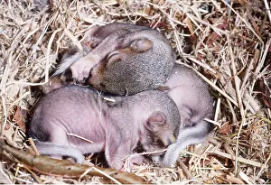 Elizabeth Bomford: GREY SQUIRREL - two week old babies, in semi hairless state