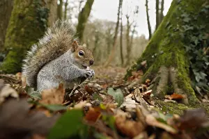Carolinensis: Grey Squirrel - Wide Angle - Cornwall - UK