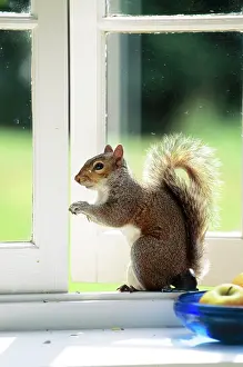 Windowsill: Grey SQUIRREL - On windowsill