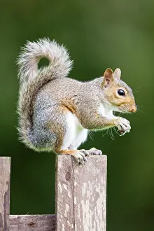 Grey Squirrel on wooden fence
