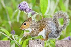 Buddleia: Grey Squirrel on wooden fence with Buddleia behind