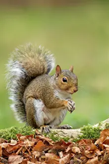 Acorns: Grey Squirrel on woodland floor October