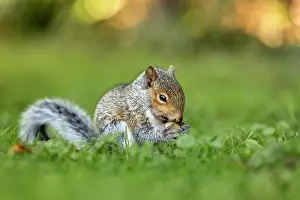 David Chapman: Grey Squirrel - Young - With Nut - UK