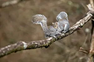 David Chapman: Grey Squirrels - Interaction - UK