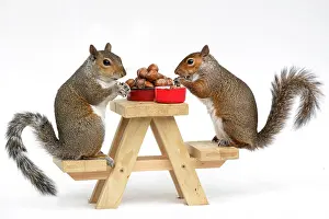 Picnic: Two Grey Squirrels, on a little picnic bench eating