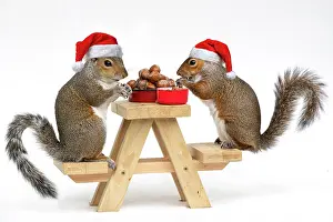 Mini: Two Grey Squirrels, on a little picnic bench eating