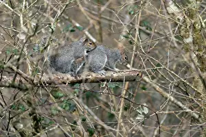 David Chapman: Grey Squirrels - Mating Behaviour - UK
