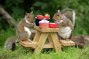 Tables: Two Grey Squirrels on a mini picnic bench eating