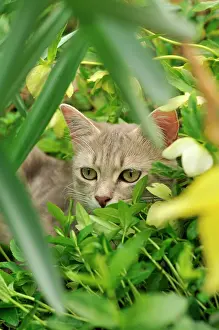 Hidden: Grey tabby cat hidden in a flower bed in the garden