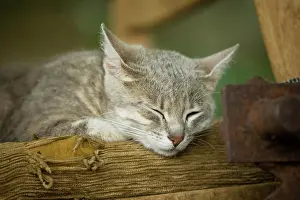 Drowsy: Grey-tabby cat lying on a chair, asleep, Satteldorf