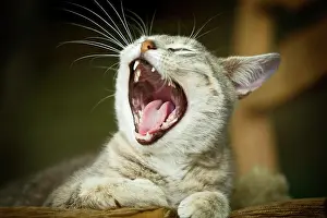 Satteldorf: Grey-tabby cat lying on a chair, yawning, Satteldorf