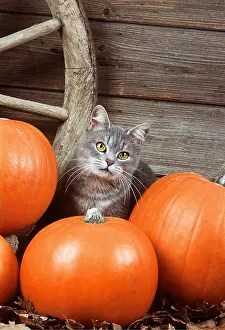 Pumpkins: Grey tabby CAT - With Pumpkins