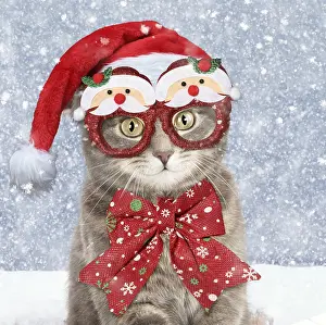 111219: Grey Tabby Cat, wearing Christmas hat, glasses