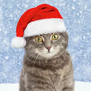 211121: Grey tabby cat, wearing Christmas hat in the snow