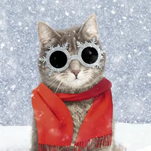 Scarf: Grey tabby cat, wearing Christmas scarf and snowflake