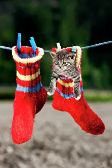 Clothes: Grey tabby kitten hanging in a woollen sock on a