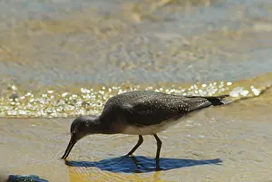 Tattlers: Grey-tailed Tattler