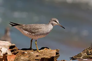 Tattlers: Grey-tailed Tattler in breeding plumage