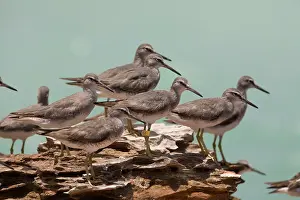 Plumaged: Grey-tailed Tattler - flock - winter-plumaged birds