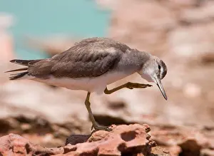 Plumaged: Grey-tailed Tattler - head scratching a winter-plumaged