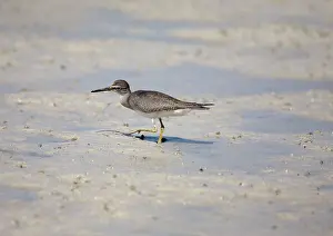 Tattlers: Grey-tailed Tattler - peering sideways
