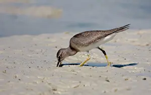 Plumaged: Grey-tailed Tattler - probing in mud, winter-plumaged bird